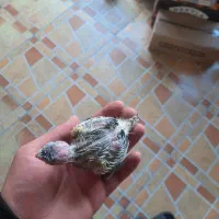 جوجه سرلاکی عروس هلندی