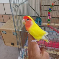 کوتوله جفت خوشرنگ