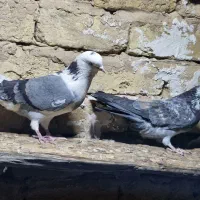 کبوتر پرشی|پرنده|قم, نیروگاه|دیوار