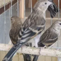 سهره قناری نر