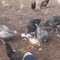 سه عدد بوقلمون سالم مخصوص داشت