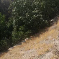 باغ فوری فروشی|فروش دفتر صنعتی، کشاورزی، تجاری|کن, |دیوار