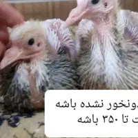 جوجه کفتر عکس دوم ن..گاه کنید|پرنده|گناباد, |دیوار