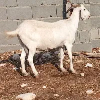 فروش بز و پازن در جم|حیوانات مزرعه|جم, |دیوار