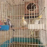 طوطی عروس سخنگو|پرنده|الوند, |دیوار