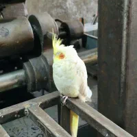 عروس هلندی گمشده