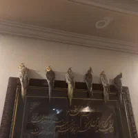 عروس هلندی رام و دستی