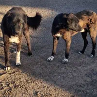 سگ گله ای