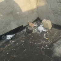 کفتر صید پرشی ب شرط مال حریفه