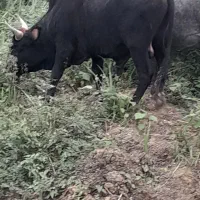 ورزا چالوسی دو ساله|حیوانات مزرعه|رشت, لاکان|دیوار