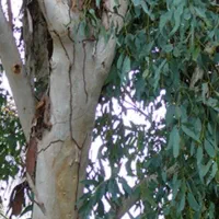 خرید درخت اکلاتوس