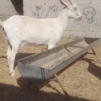 فروش بزوبزغاله|حیوانات مزرعه|فردوس (خراسان), |دیوار