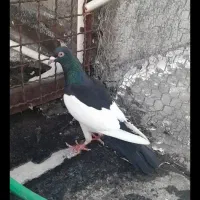 کبوتر طوقی یهودی دورگ میولمنز کم سفید حبشی دم سفی