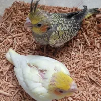 جوجه عروس  و کوتوله سرلاکی