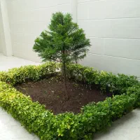 باغبانی و فضای سبز