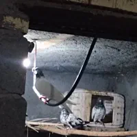 فروش کبوتر پاکستانی پرشی و میل زن