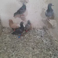 ۱۰ عدد گرفتنی بشرط هوا