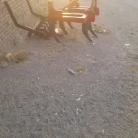 میش وبره|حیوانات مزرعه|جلگه ماژان, |دیوار