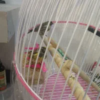 گلبسر|پرنده|مشهد, محمدآباد|دیوار