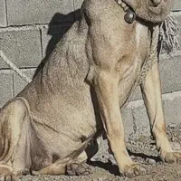 نگهداری وپرورش سگ