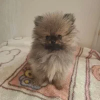 سگ پامر|سگ|محمدشهر, کوی بهار|دیوار