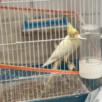 عروس هلندی|پرنده|کازرون, |دیوار