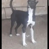 واگذاری شیتزو و اشپیتز