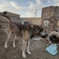 سگ سرابی نگهبان|سگ|قم, تعویض پلاک|دیوار