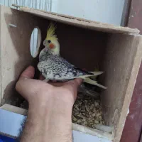 جوجه عروس هلندی
