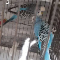 مرغ عشق|پرنده|سراب, |دیوار