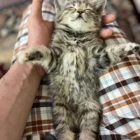 واگذاری رایگانه گربه