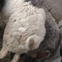 قوچ.چپش.میش فروشی|حیوانات مزرعه|پاتاوه, |دیوار