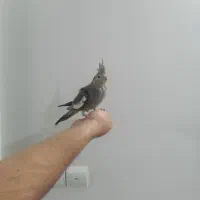 عروس هلندی بسیار سالم