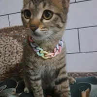 گربه خونگی ملوس|گربه|قم, شهرک مهدیه (مدرس)|دیوار