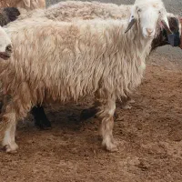 تقلی ماده چاق قصابی