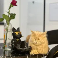 واگزاری|گربه|سنندج, |دیوار