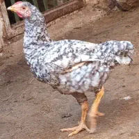 خروس آمریکای