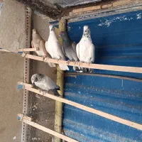 کبوتر فروشی شخصی ۵ عدد قیمت توافقی|پرنده|سمنان, |دیوار