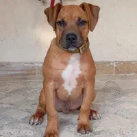 سگ پیتبول|سگ|ساری, |دیوار