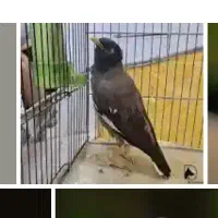 مرغ مینا سخنگو باهوش