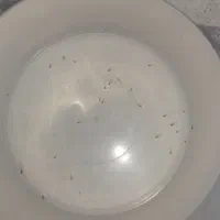 ماهی گوپی|ماهی|رشت, حمیدیان|دیوار