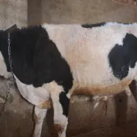 گوساله نر وماده ی درجه یک