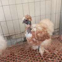 مرغ ابریشمی گردن لخت|حیوانات مزرعه|اهواز, امانیه|دیوار