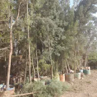 درخت فروشی بن دار پانکار شهر داری