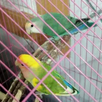 طوطی برزیلی