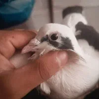 کفتر|پرنده|سرداران, |دیوار