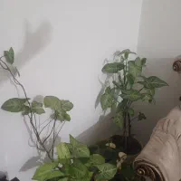 گلهای خوشکل وزیبا