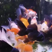 ماهی مولی.گوپی.گلدفیش.سوارتل|ماهی|اصفهان, شهرک ولیعصر|دیوار