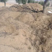 کود گوسفندی