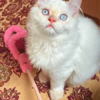 پرشین صورت عروسکی